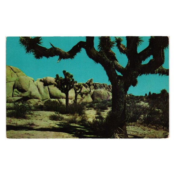 Vintage Postcard Joshua Trees Desert Handwriting Comments Travel Tourist Lily - Picture 1 of 2